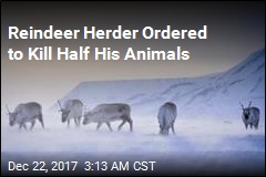 Norway Orders Reindeer Slaughter