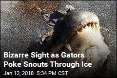 Chilly Gators Poke Heads Above Ice to Cope With Cold