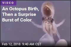 Color-Changing Octopus&#39;s Birth Video Enthralls