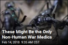 These Might Be the Only Non-Human War Medics