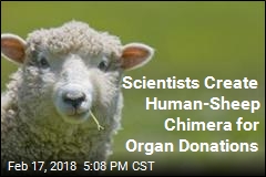 Scientists Grow Sheep Embryos Containing Human Cells