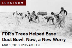 FDR&#39;s Trees Helped Ease Dust Bowl. Now, a New Worry