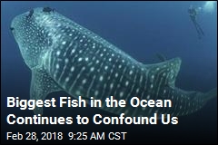 Biggest Fish in the Ocean Continues to Confound Us