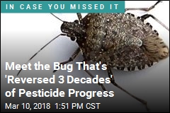 Meet the Bug That&#39;s &#39;Reversed 3 Decades&#39; of Pesticide Progress