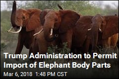 Trump Administration to Permit Import of Elephant Body Parts