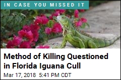 Scientists Are Bashing Iguanas&#39; Heads in Florida