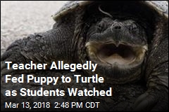 Teacher Allegedly Fed Puppy to Turtle in Front of Students