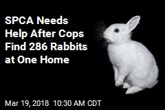 City Allows 2 Rabbits Per Home; This One Had 286