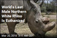 World&#39;s Last Male Northern White Rhino Dies