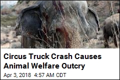 Circus Truck Crash Kills 1 Elephant, Injures 4