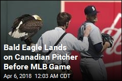 Bald Eagle Lands on Canadian Pitcher Before MLB Game