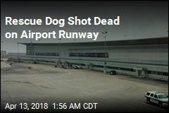 Rescue Dog Shot Dead on Airport Runway