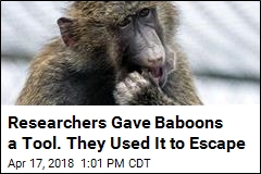 Researchers Gave Baboons a Tool. They Used It to Escape