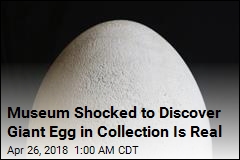 Museum Shocked to Discover Giant Egg in Collection Is Real