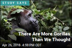 New Study Finds Both Good News and Bad for Gorillas