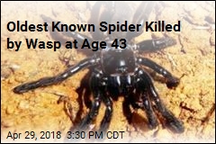 World&#39;s Oldest Spider Dead at 43