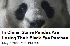 In China, Some Pandas&#39; Black Eye Patches Are &#39;Turning White&#39;