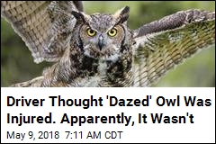 Good Samaritan Picks Up Owl, Owl Traps Good Samaritan