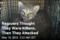 Rescuers Bitten After Mistaking Bobcat for Kittens