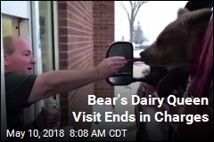 Bear&#39;s Dairy Queen Visit Ends in Charges