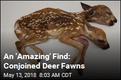 An &#39;Amazing&#39; Find: Conjoined Deer Fawns
