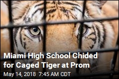 Uproar Over Miami Prom&#39;s Centerpiece: a Caged Tiger
