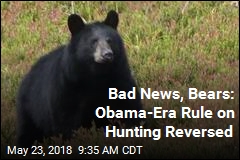 Good News for Alaska Hunters Is Bad News for Bears