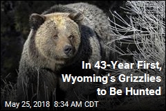 In 43-Year First, Wyoming&#39;s Grizzlies to Be Hunted