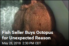 Fish Seller Buys Octopus, But Not for Sale