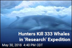 Japanese Hunters Kill 122 Pregnant Minke Whales