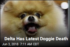 Delta Trying to Figure Out Pomeranian&#39;s Death