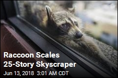 Raccoon Scales 25-Story Skyscraper