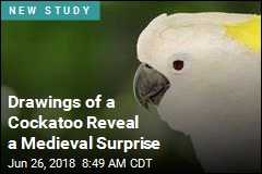 Drawings of a Cockatoo Reveal a Medieval Surprise
