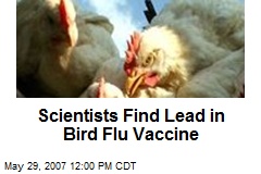 Scientists Find Lead in Bird Flu Vaccine