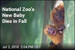 National Zoo&#39;s New Baby Dies in Fall