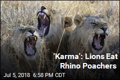 &#39;Karma&#39;: Lions Eat Rhino Poachers
