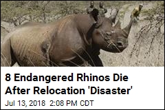 8 Endangered Rhinos Die After Relocation &#39;Disaster&#39;