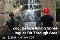 Zoo: Before Killing Spree, Jaguar Bit Through Steel