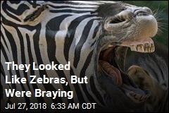 They Looked Like Zebras, But Were Braying