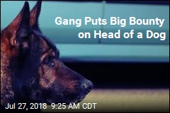 Gang Puts Big Bounty on Head of a Dog