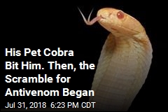 His Pet Cobra Bit Him. Then, the Scramble for Antivenom Began