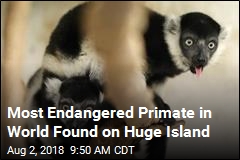 Most Endangered Primate in World Found on Huge Island
