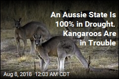 Kangaroo-Killing Restrictions Lifted as Drought Accelerates