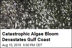 Catastrophic Algae Bloom Devastates Gulf Coast