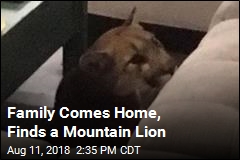 Mountain Lion Breaks Into Family&#39;s Home