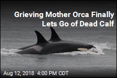 Grieving Mother Orca Finally Lets Go of Dead Calf