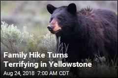 Bear Spray Saves 10-Year-Old Attacked in Yellowstone