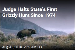 Judge Blocks Wyoming&#39;s First Grizzly Hunt in Decades