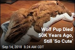 50K-Year-Old Mummified Wolf Pup Still &#39;So Cute&#39;