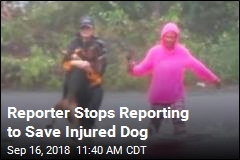 Reporter Stops Reporting to Save Injured Dog